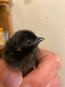 Ayam cemani - 2