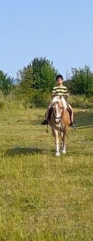 Predam jazdecku valach hafling - 2