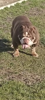 Anglicky buldog-steniatka - 2