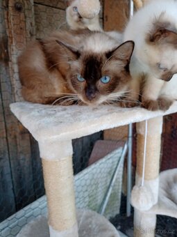 Ragdoll - 2