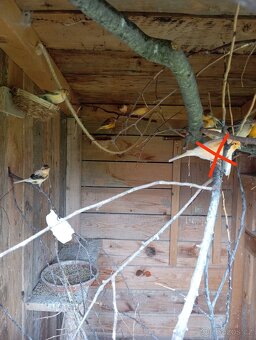 Letošní kanáři - 2