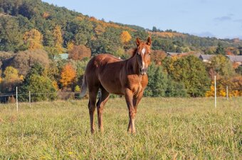 AQH letošní hřebeček se skvělou povahu a původem - 2