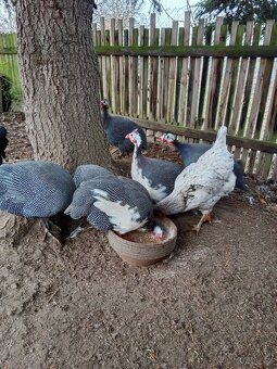 Perličky kohoutci - 2