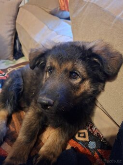 Prodám štěňata německého ovčáka - 2