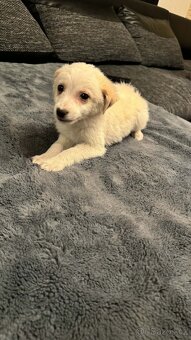 Šteňátko křížence - 2