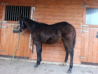 APH hřebeček '25 - 2