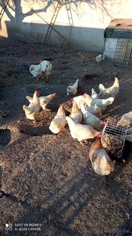 Nasadova vajíčka - 2