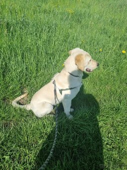 Prodam zlateho Retriever - 2