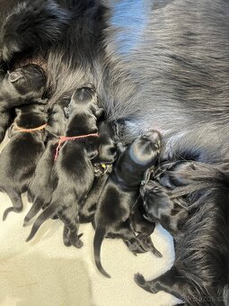 Flat coated retriever - 2