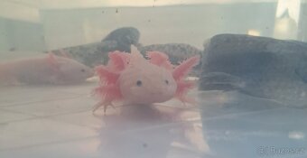 Axolotl mexický - 2