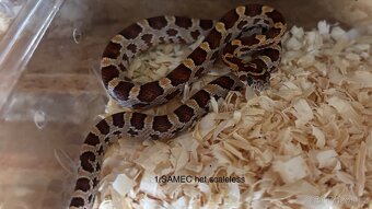 Užovka červená het scaleless - 2