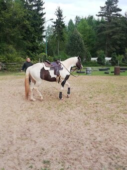 Připouštění homozygot. hřebci APH a Appaloosa - 2