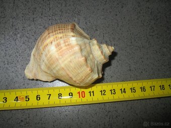 Ulity mlžů a obřích plžů - 2