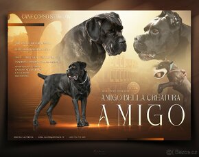 Cane Corso krytí - chovný černý pes - 2