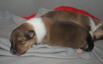 Kolie dlouhosrstá - 2