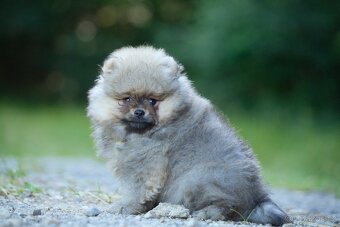 Pomeranian s PP - 2