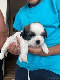 Shih-tzu - 2