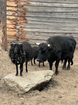 Býček Dahomey - 2