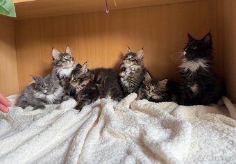 Mainská mývalí koťata - MCO - 2