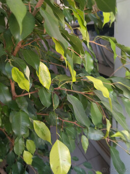 Ficus Benjamin - 2