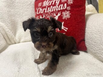 Yorkshire terier - 2