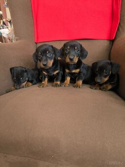 Jezevcik krátkosrtsty - 2