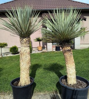 Yucca faxoniana a rostrata - 2