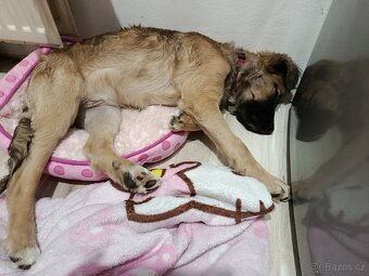 Prodám štěňátko - 2
