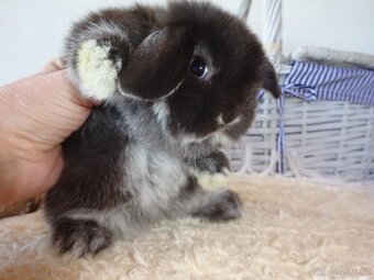 Minilop - sameček - 2