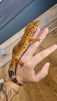 Gekončík noční - 2