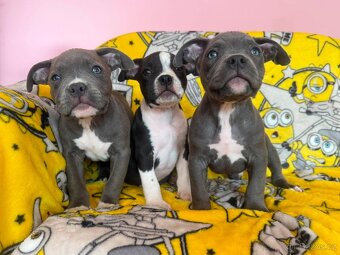 American Bully Pocket Muscletone Roco krasne stence - 2