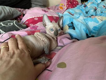 Kanadský sphynx - 2