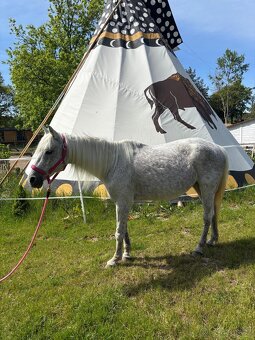 Welsh part-bred - 2