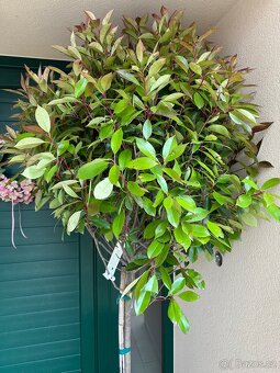 Strom Blýskavka Fraiserova Photinia X Fraseri Red Robin - 2