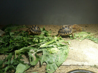 Želva pardálí ( stigmochelys pardalis babcocki ) - 2