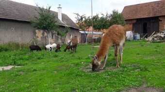 Lama Krotka - 2