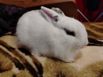 Zakrslý kralík,  králíček - 2