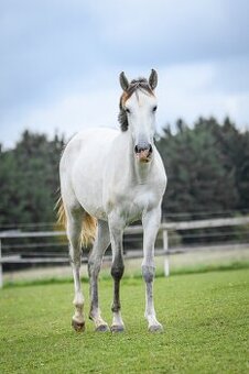 Perspektivní Lusitano klisna - 2