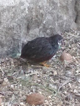 KŘEPELKA ČÍNSKÁ - 2