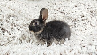 Zakrslý králík, králíček-(REX)-DAISY - 2