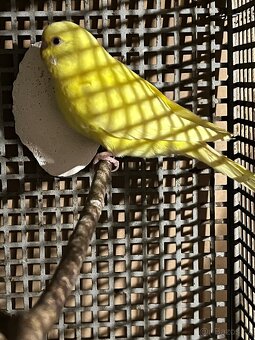 Andulka vlnkovaná lutino - samička - 2