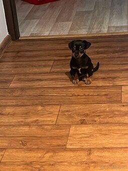 Štěně pražský krysařík - 2