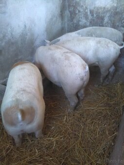 Vykrmene prase,domácí chov. - 2