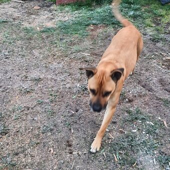 Kříženec Staforda - 2