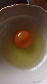 Domácí vejce - 2