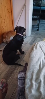 Cane corso - 2