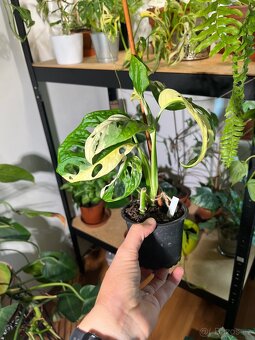 Monstera Adansonii Variegata (tricolour) - 2