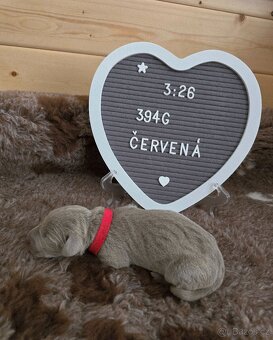 Výmarský ohař štěňátka s PP - 2