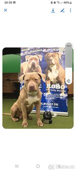 American bully XL/XXL - 2