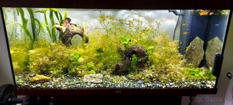 Akvarijní set juwel 250l - 2